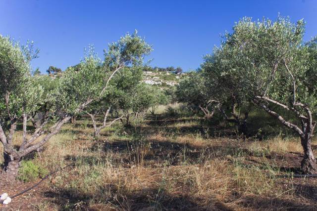 (Verkauf) Nutzbares Land Ackerland  || Rethymno/Geropotamos - 4.745 m², 58.000€ 