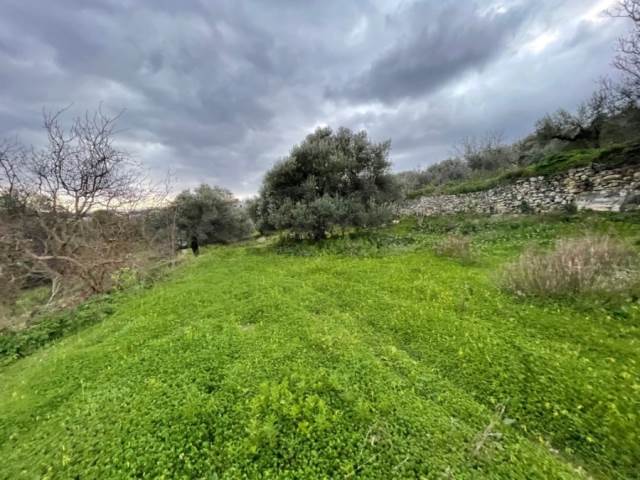 (For Sale) Land Agricultural Land  || Rethymno/Lappa - 5.543 Sq.m, 240.000€ 