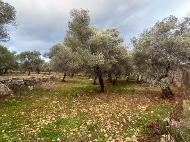 (For Sale) Land Plot || Rethymno/Nikiforos Fokas  - 1.858 Sq.m, 90.000€ 