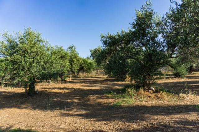 (Προς Πώληση) Αξιοποιήσιμη Γη Οικόπεδο || Ν. Ρεθύμνου/Αρκάδι - 1.520 τ.μ, 60.000€ 