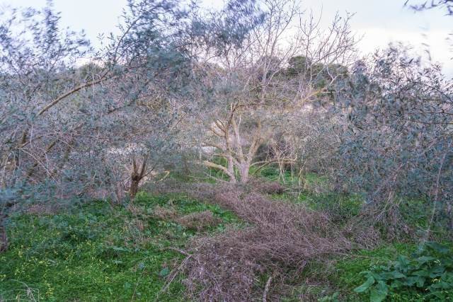 (Verkauf) Nutzbares Land Ackerland  || Rethymno/Arkadi - 1.370 m², 13.000€ 