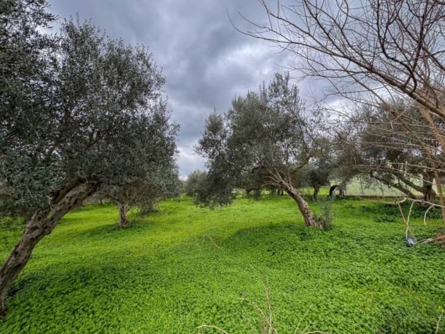 (Προς Πώληση) Αξιοποιήσιμη Γη Οικόπεδο || Ν. Ρεθύμνου/Νικηφόρος Φωκάς - 2.920 τ.μ, 100.000€ 