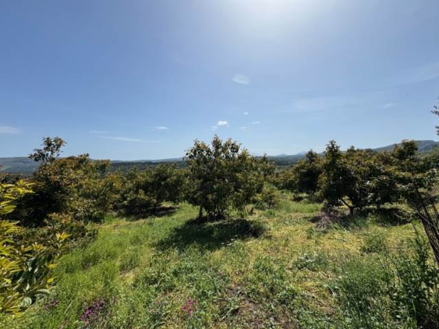 (En vente) Valorisation de la Terre Lopin de terre || Rethymno/Lappa - 4.372 M2, 90.000€ 