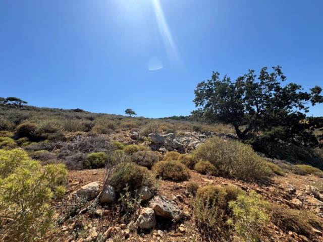 (For Sale) Land Agricultural Land  || Rethymno/Nikiforos Fokas  - 4.010 Sq.m, 160.000€ 