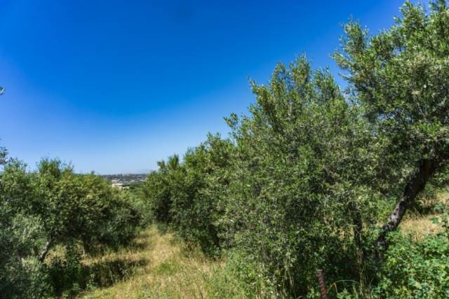 (Verkauf) Nutzbares Land Grundstück || Rethymno/Arkadi - 698 m², 65.000€ 